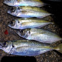 下津~湯浅間アジング情報提供します。