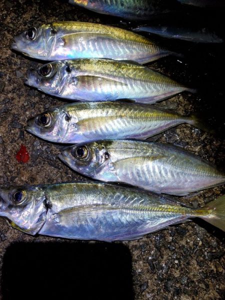 下津~湯浅間アジング情報提供します。