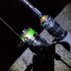 アジング 好釣果で良型多数