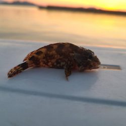 カゴサビキ師の隣にて🙆