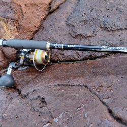 青物＆シーバス