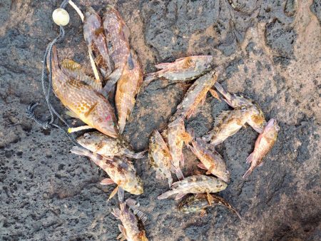 アジング＆メバリング