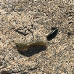 冬チニング　淀川でゲット