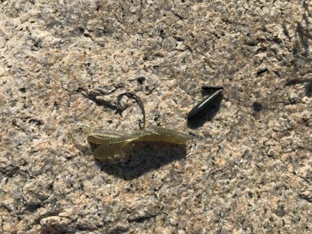 冬チニング　淀川でゲット