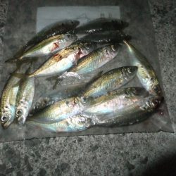 中アジを探して