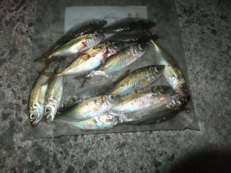 中アジを探して