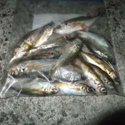 少し渋くなってきました