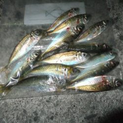 まだアジ居ました