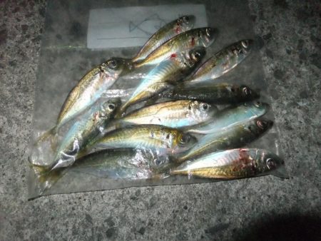 まだアジ居ました