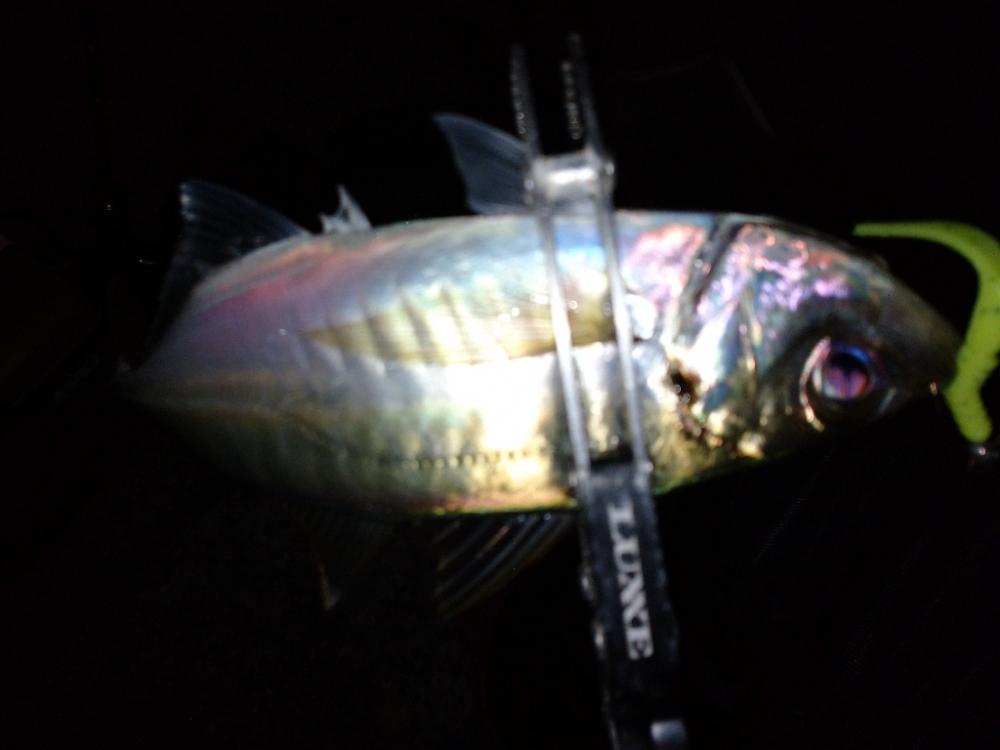 冬のアジング修行