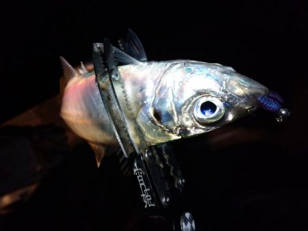 手強い満月大潮