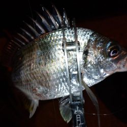 近所で豆アジング