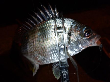 近所で豆アジング