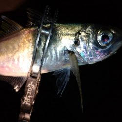 今夜はパターン掴んでボコボコ