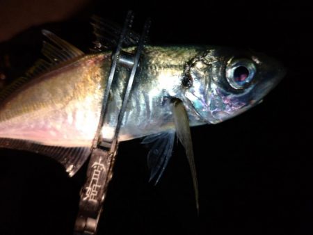 今夜はパターン掴んでボコボコ