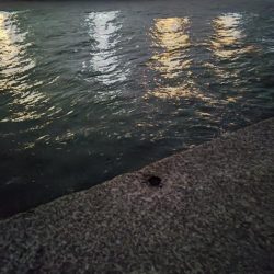 冬の泉南アナゴ