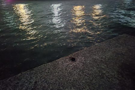 冬の泉南アナゴ