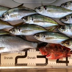 水軒　カゴ釣り