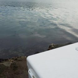 サゴシ祭りも終わりっぽいです。