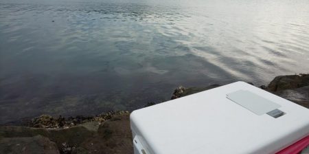 サゴシ祭りも終わりっぽいです。