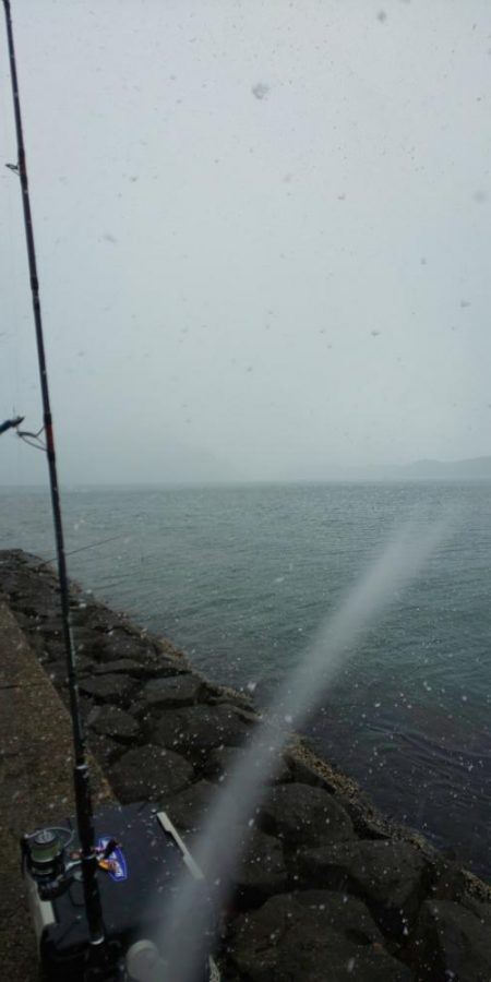 サゴシはそろそろ終了かな・・・