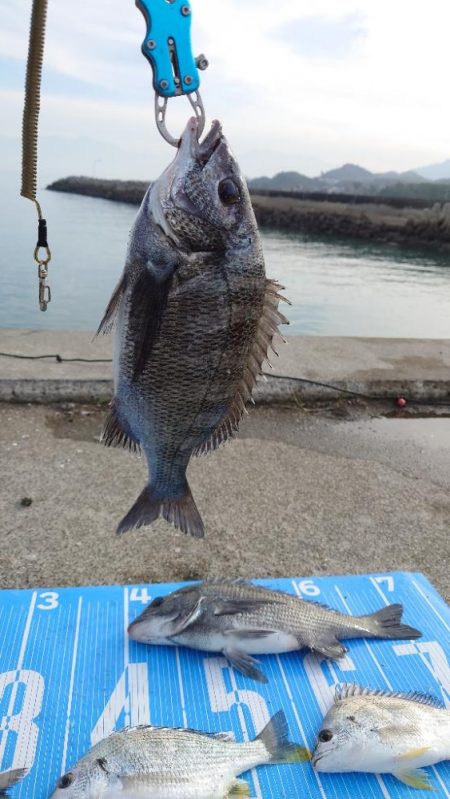 今治出張中、休み取れましたのでフカセ釣り第…