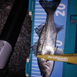 アジ不在でガシリングメバリング