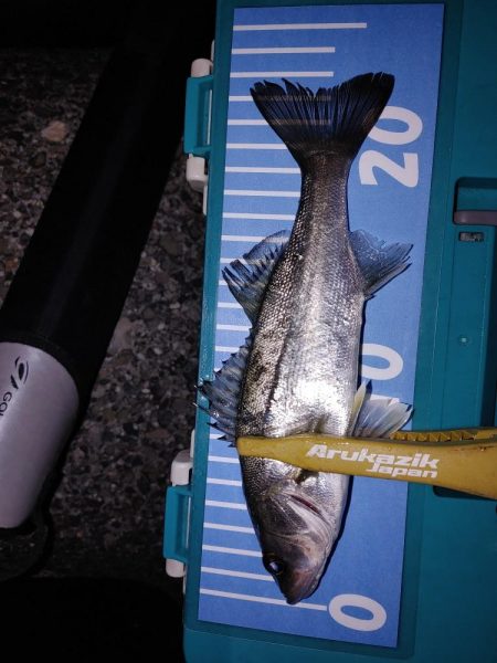 アジ不在でガシリングメバリング