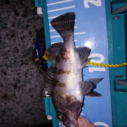 メバリング、アジもいた