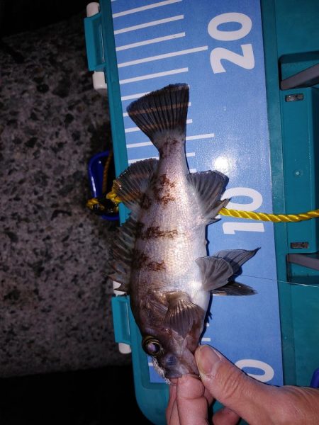 メバリング、アジもいた