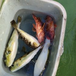 えさ政よりカワハギ釣り