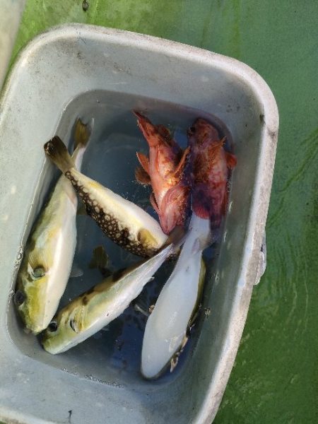 えさ政よりカワハギ釣り