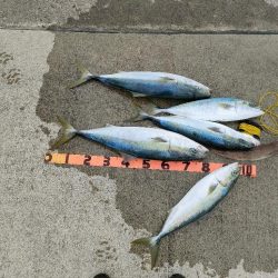 和歌山有田「大南荘勝丸」さんでブリ