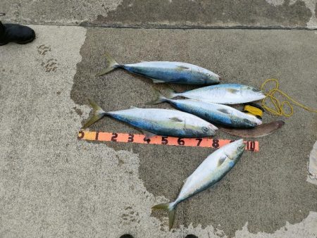 和歌山有田「大南荘勝丸」さんでブリ