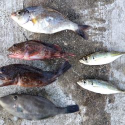 スズキもメジロも