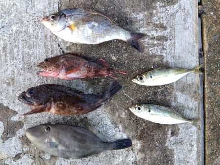 スズキもメジロも