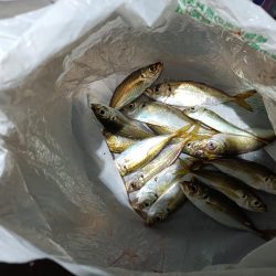 2023/12/02 南港ライトゲーム釣行 (アジ狙い)