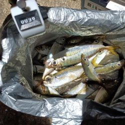 2023/12/04 南港ライトゲーム釣行 (アジ狙い)