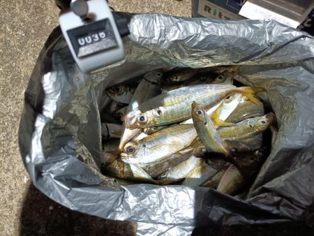 2023/12/04 南港ライトゲーム釣行 (アジ狙い)