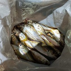 2023/12/06 南港ライトゲーム釣行 (アジ狙い)