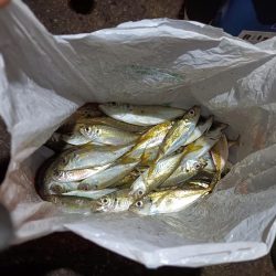 2023/12/08 南港ライトゲーム釣行 (アジ狙い)