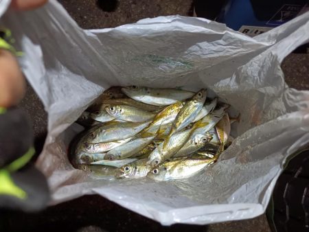 2023/12/08 南港ライトゲーム釣行 (アジ狙い)