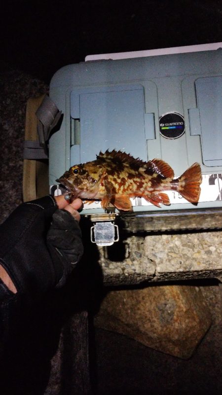 ガシラとは仲良し