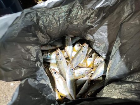 2023/12/10 南港ライトゲーム釣行 (アジ狙い)