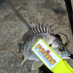 2023/12/12 南港ライトゲーム釣行 (ロックフィッシュ狙い!)