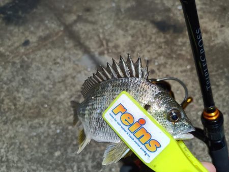 2023/12/12 南港ライトゲーム釣行 (ロックフィッシュ狙い!)