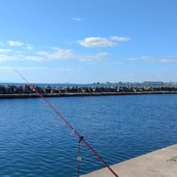 魚住漁港のキス調査