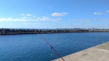 魚住漁港のキス調査