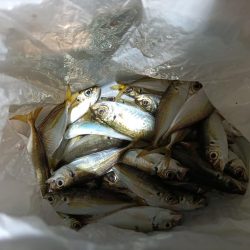 2023/12/13 南港ライトゲーム釣行 (アジ狙い)