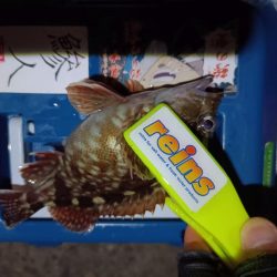 2023/12/17 南港ライトゲーム釣行 (ロックフィッシュ狙い)